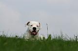 DOGUE ARGENTIN 406